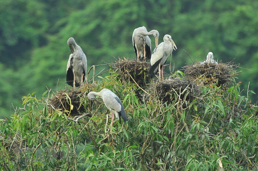 Thung Nham Bird Park, an attractive ecotourism site in Northern Vietnam Thung Nham Bird Park, an attractive ecotourism site in Northern Vietnam